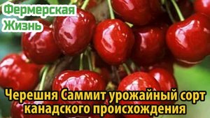 Черешня Саммит – урожайный сорт канадского происхождения