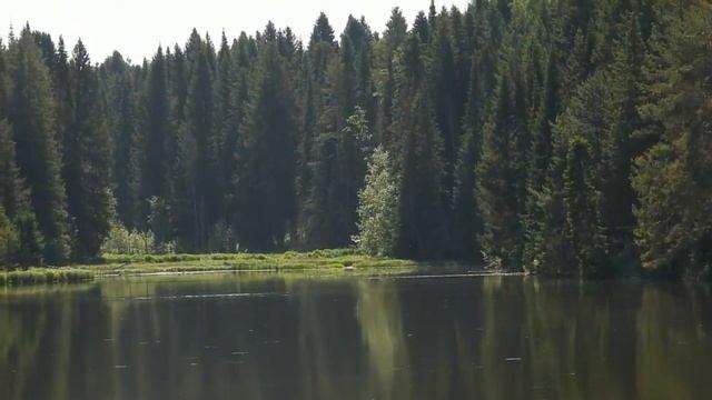 №5288 12 06 2024 Чайки, крачки смотреть онлайн