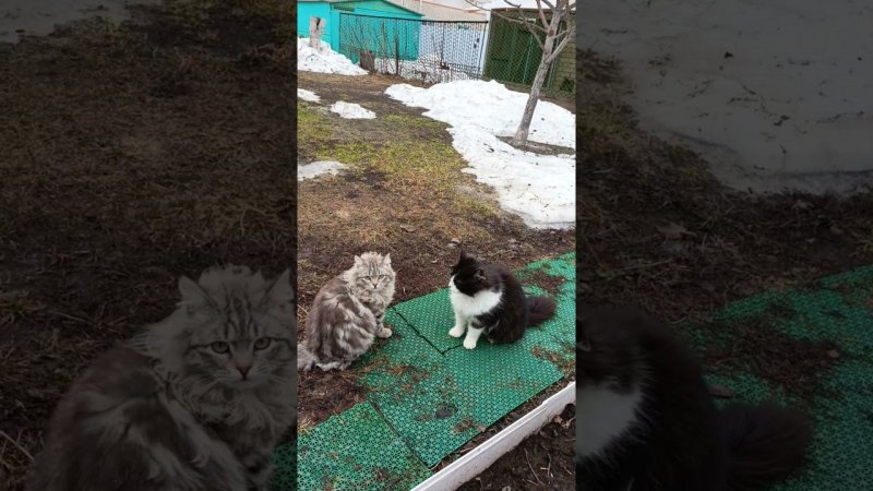Мишка Язик. Бои без правил