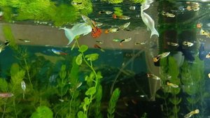 Acantopsis. лошадиноголовый линь.