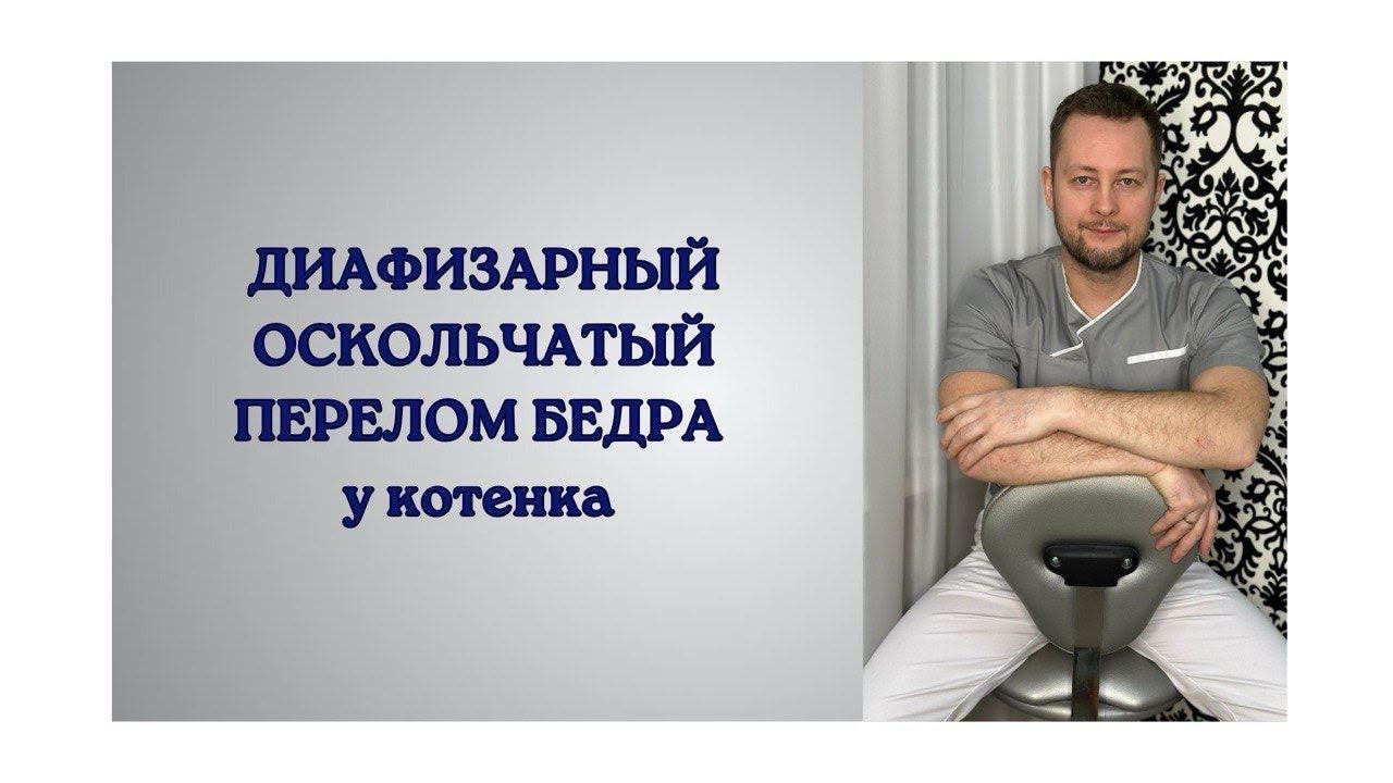 Диафизарный оскольчатый перелом бедра у котенка
