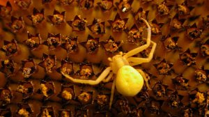 Макросъемка. Мир  насекомых