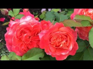 Посадка роз. Мои уникальные методы. Часть 1.