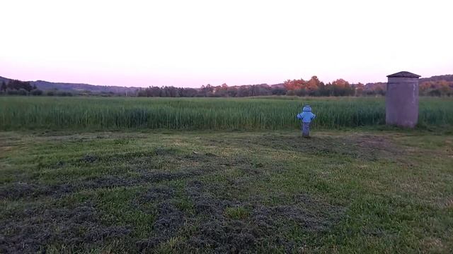 Pies Dingo 2021 06 08 смотреть онлайн