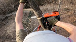 Кронирование обрезка деревьев на даче, лазание на дерево в гафах