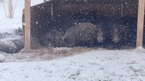 Охота на Кабана