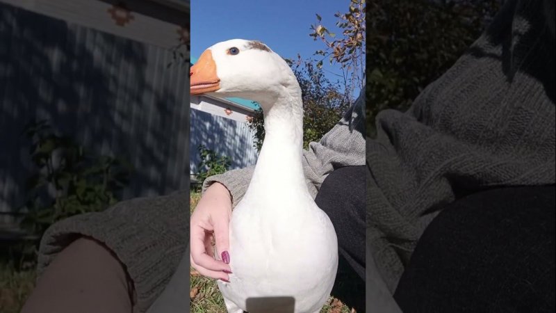 Белая с характером. #goose