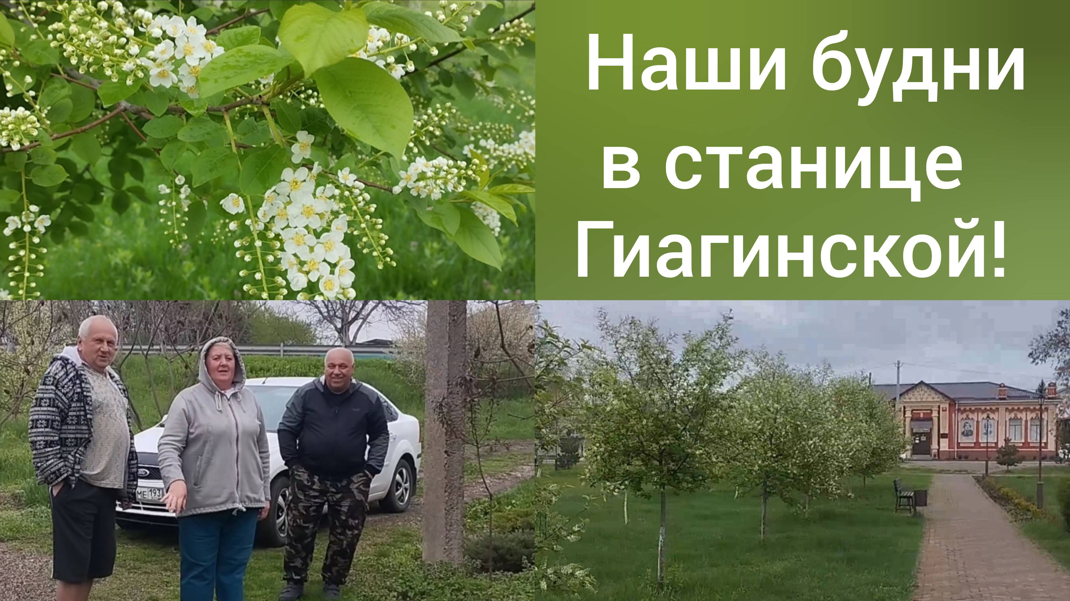 В Адыгею из Омска/Наши будни в станице Гиагинской 6 апреля/Каждый день идет дождь/