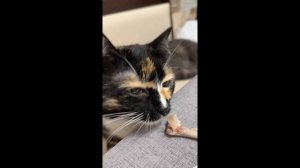 Киса тащит со стола косточку #киса #нюша #стол #крадет #кость #мясо