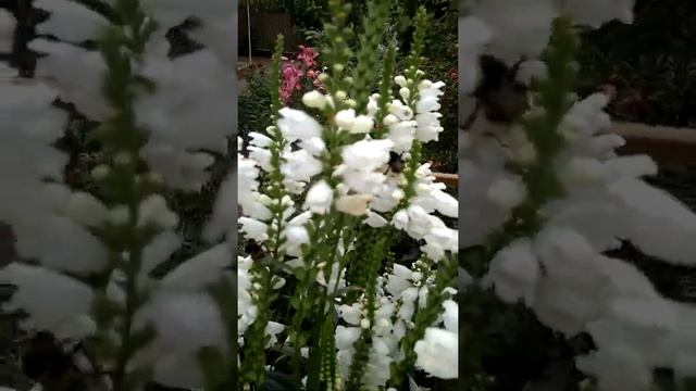 Джмелі прилетіли!!! Ура!!! смотреть онлайн