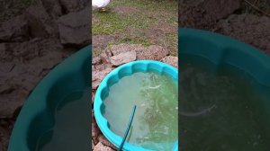 Я снова в строю! Генеральная уборка у водоплавающих. Розы. Снова гроза!