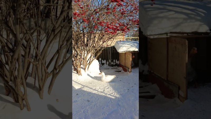 Гуси на морозе. Белая и Серёжа  #goose