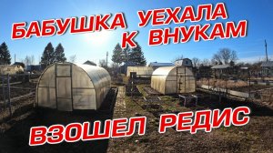 БАБУШКА УЕХАЛА К ВНУКАМ ВЗОШЁЛ РЕДИС
