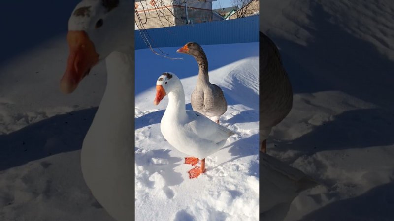 Гуси зимой. Белая и Серёжа ❤️ #гусь #goose #animals