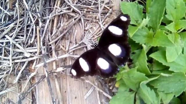 Hypolimnas misippus, male. смотреть онлайн