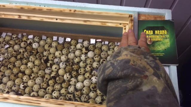 Инкубатор 2 серия смотреть онлайн