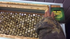 Инкубатор 2 серия