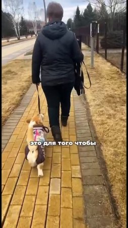 На тренировке 🐕🦺
