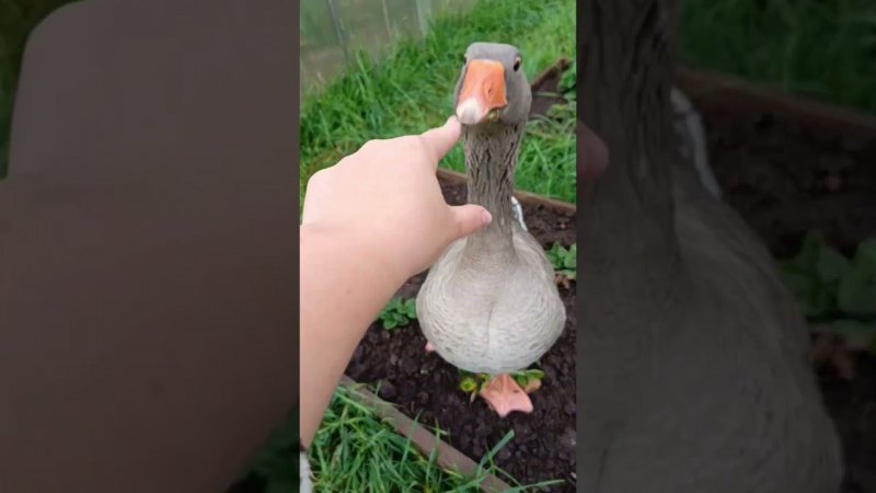 Ссорюсь с Серёжей #goose