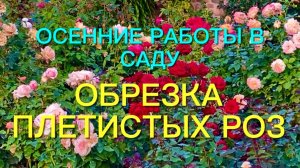 Розы. Осенние работы в саду. Обрезка плетистых роз.