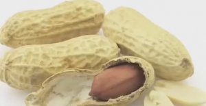 .... Как выращивают и обрабатывают Арахис....