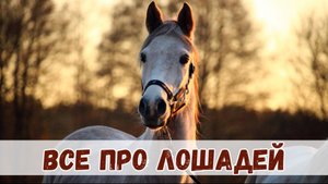 Лошади – удивительные животные: от древних времён до наших дней