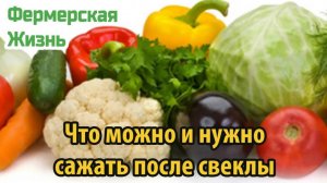 Что можно и нужно сажать после свеклы