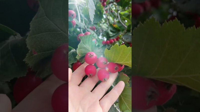 Боярышник поспел... #дача