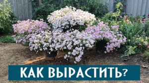 Как вырастить очень пышный куст петуний! Петуния ампельная