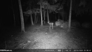 Хомячки против всех  Рогатые и Хрюкающие бойтесь )
Всегда свежие фото и видео с фотоловушек Егерька