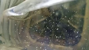 Разведение креветки Лисмата Вурдамани Lismata Wurdamani Zucht