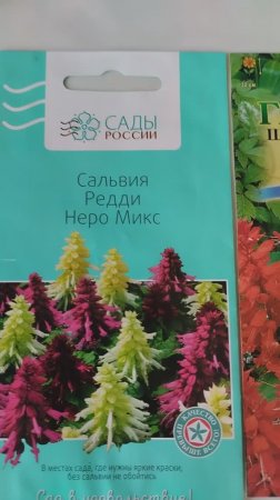 Сеем сальвию на рассаду