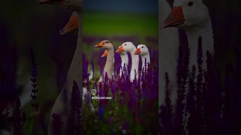 Виде не моё! Скачала с инстаграма, на память. #goose