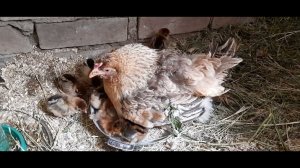 Цыплята Кучинские юбилейные