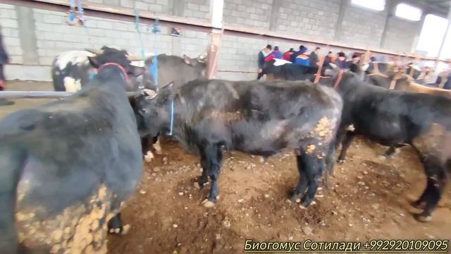 Гулакандоз Пайшанба Молбозори. Полный Обзор.15.02.2024.Бозор Зур Булди.