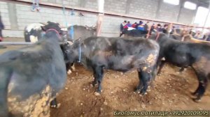 Гулакандоз Пайшанба Молбозори. Полный Обзор.15.02.2024.Бозор Зур Булди.