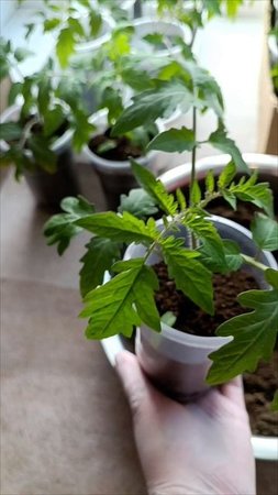 Работаю с томатами🍅