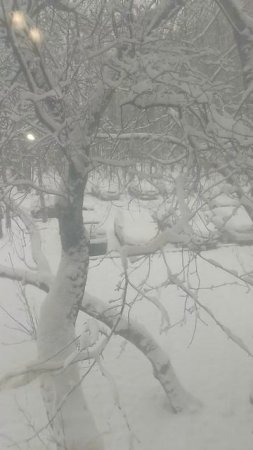 Апрельский  снег