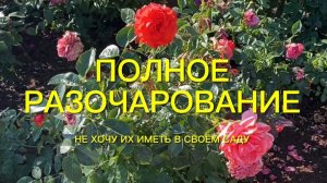 Розы . Не хочу их иметь в своём розарии. Полное разочарование.