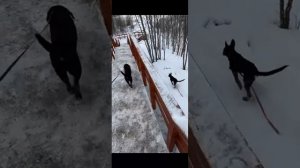 Игра подружек