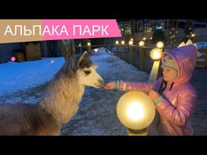 Кормим альпак. Альпака парк в парке Сказка, Москва