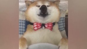 Приколы С Животными 62