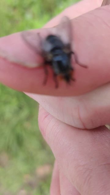 #Муха Комнатная Черная и Ручная - #Насекомые и Животные Украины #Housefly 4k Nature & Animals Video