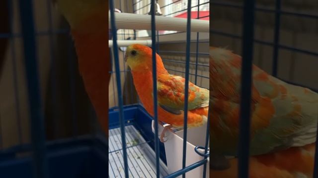 Утреннее пение Мандаринки🍊 смотреть онлайн