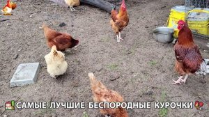 Курочки селяночки лучшие беспородные несушки 🥚 (96)