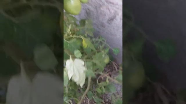 Эксперемент с томатами часть 2