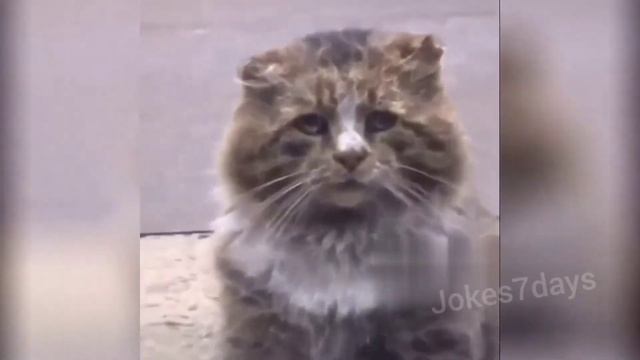 Jokes 7 days #1073