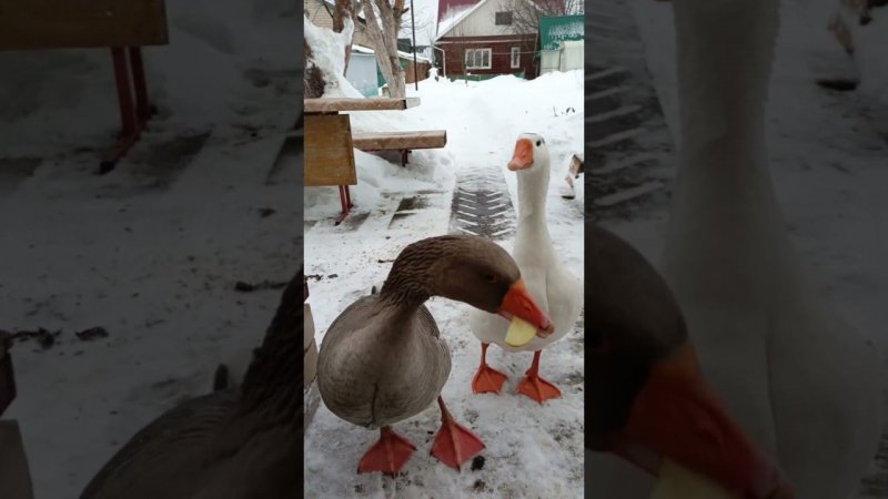 Гусики и яблоко #goose