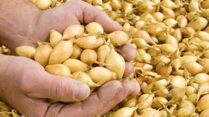 Коротко о посадке лука севка на репку