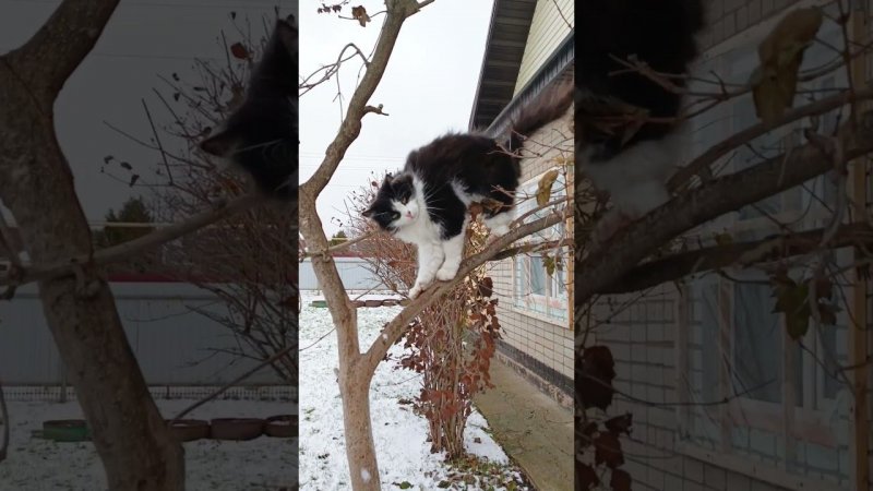Язьмыш) #cat